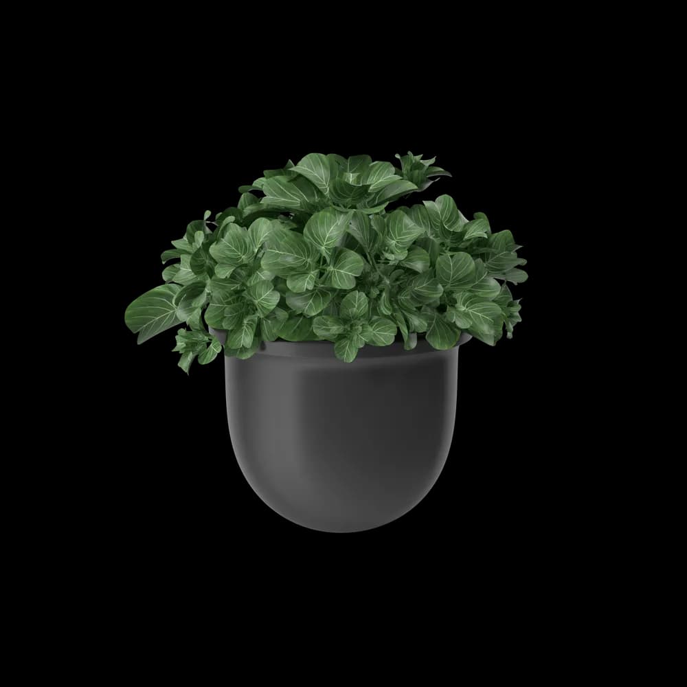 Plant Pot